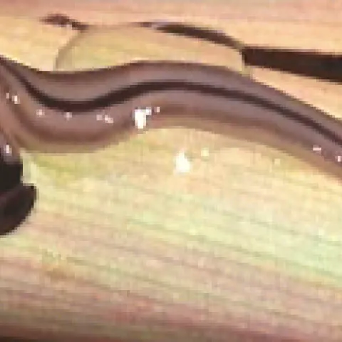 land planaria
