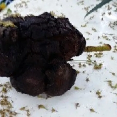 woody avocado 1