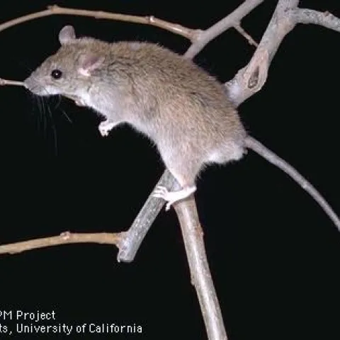 roof rat