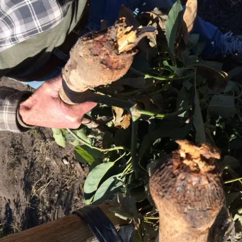 avocado root rot 4