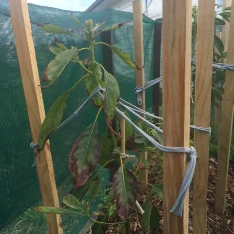 leaf blight 1