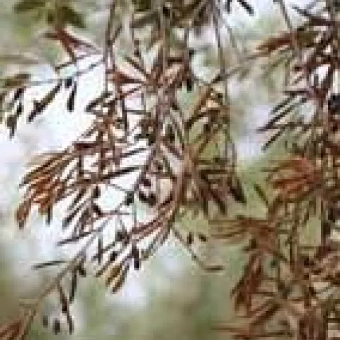 xylella f on olives