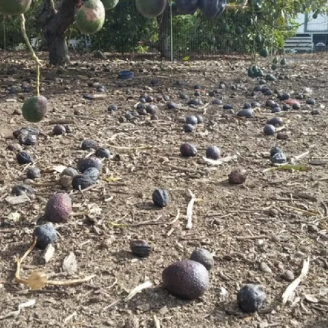 fruit drop drought