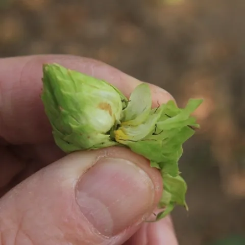 hops1