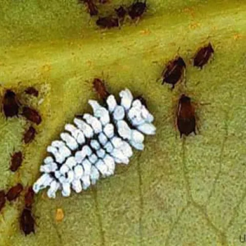 scymnus larvae