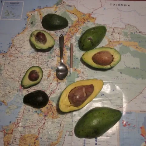 avocado vars