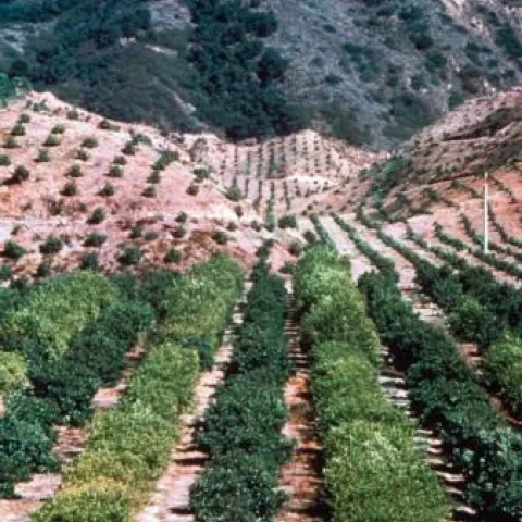 hill trees