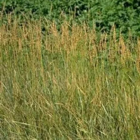 grass