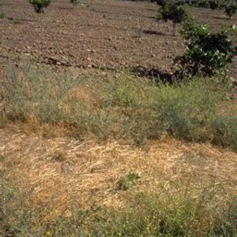 cover crop citrus