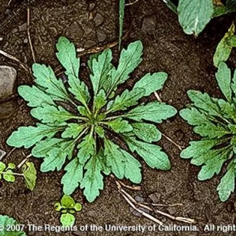 Horseweed
