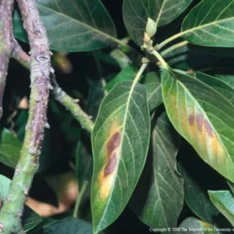 avocado leaf sunburn