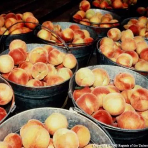 peaches