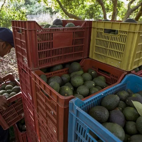 Avocados
