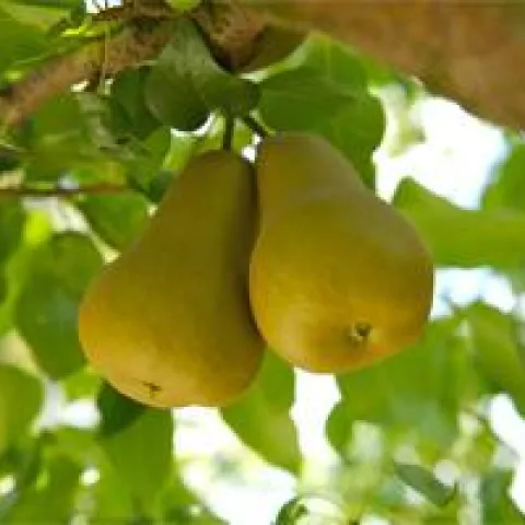 Pears on tree