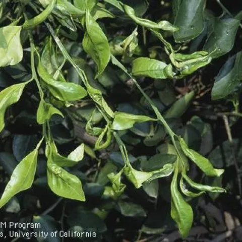 leafminer damage