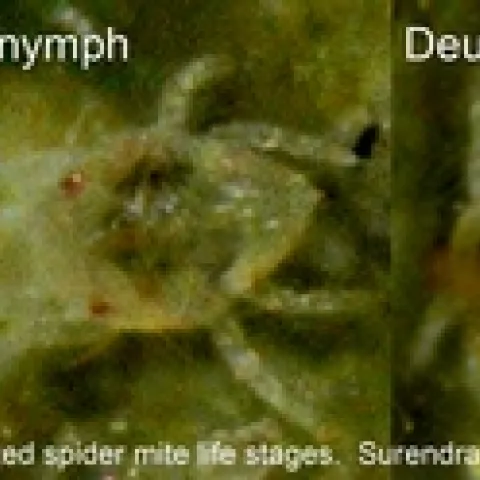 TSSM Life stages