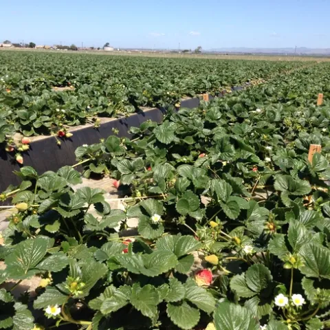 20130416 Marked sections for harvesting (2)