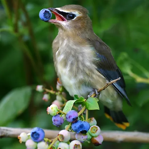 Birds
