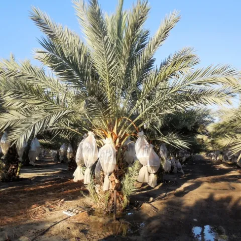 Date harvest