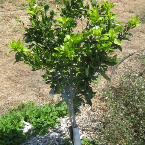 c 50