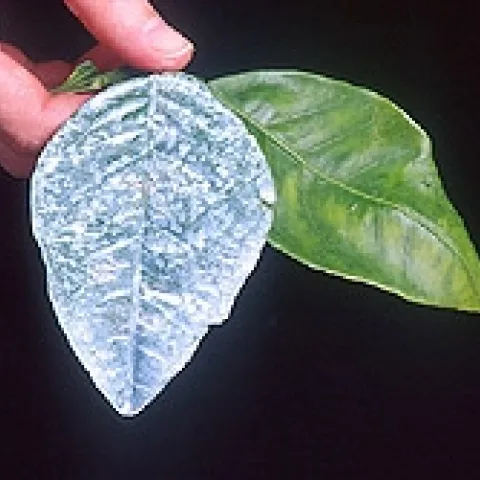 kaolin spray
