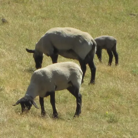 Sheep