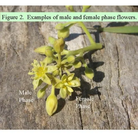avocado flowers