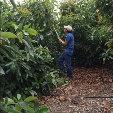 Prunning
