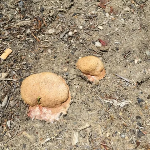 dog vomit fungus