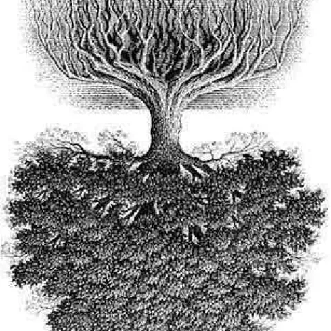 upside down tree