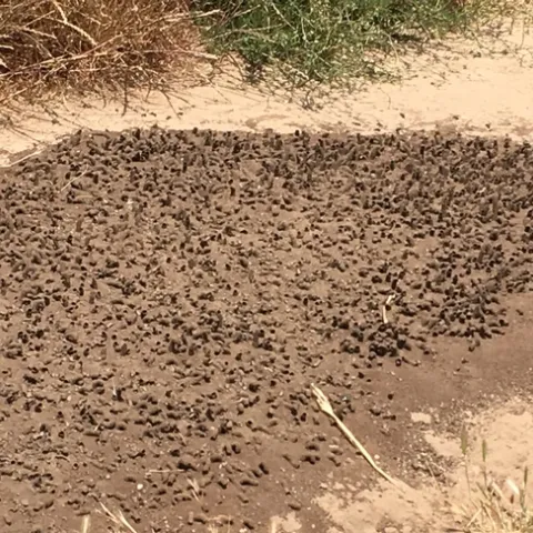 digger bees 2