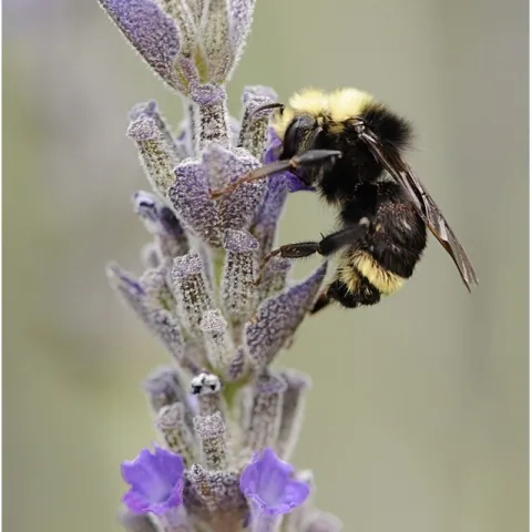 bombus vosnesenskii