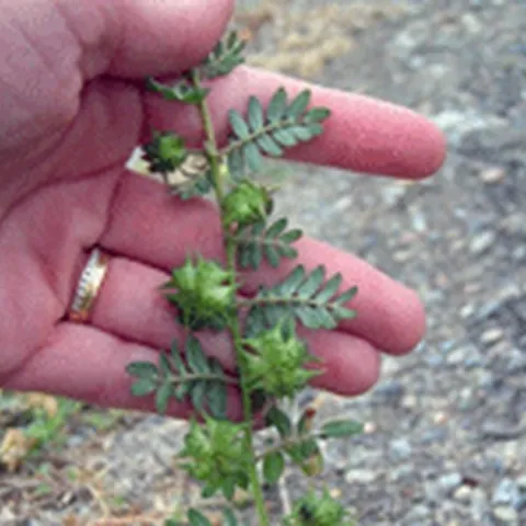 puncturevine stem2
