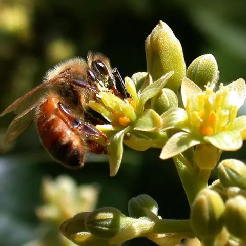 bee