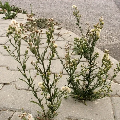 Conyza sidewalk