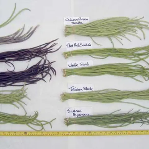 All 11 varieties that produced, on 9/7/07