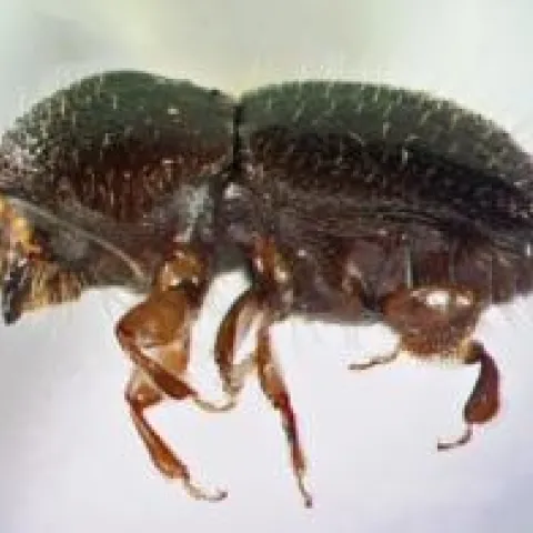 shot hole borer