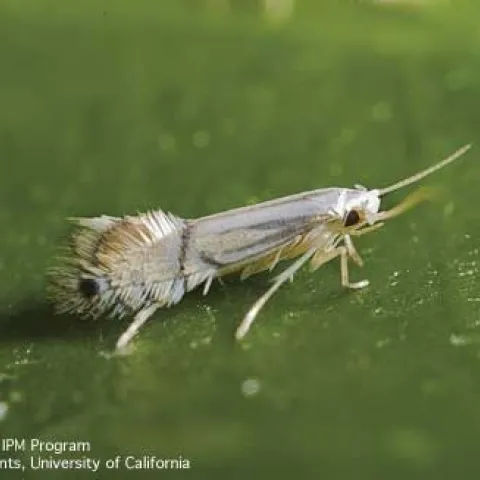 leafminer adult