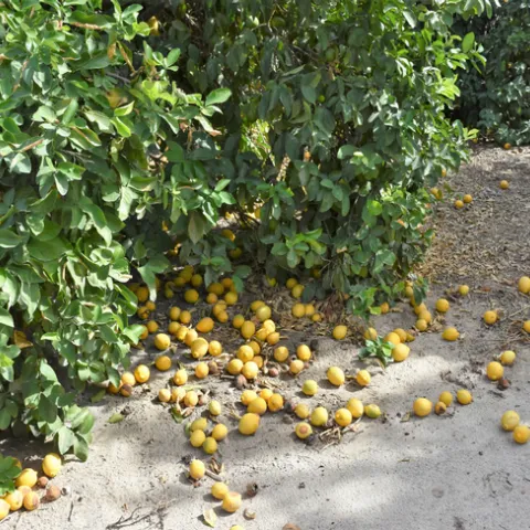 Lemon Fruit Drop