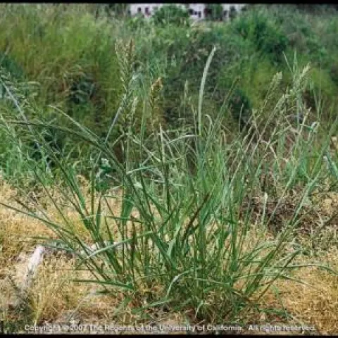 ryegrass