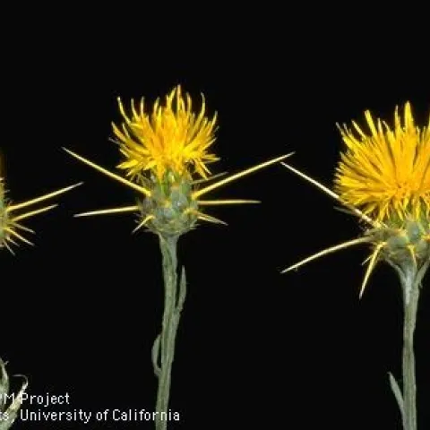 Blooming stages