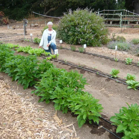 View of Asian Vegetable Trial Plot