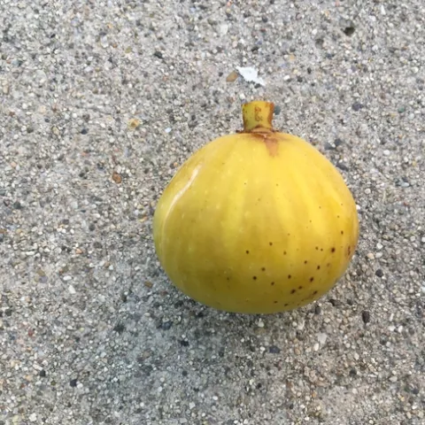 kadota fig