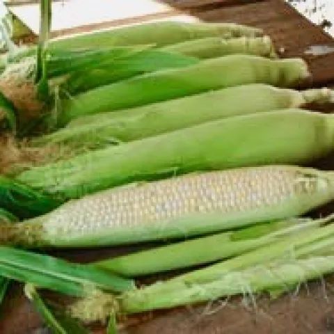 Harvested corn, Peaches and Cream variety