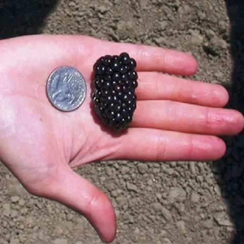 blackberry 2