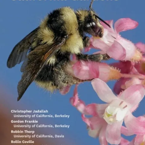 bees book frankie