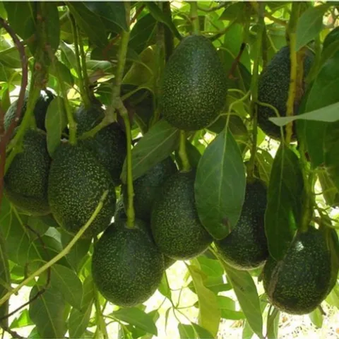 avocado cluster