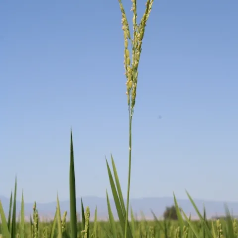 IMG 4721 2 copy