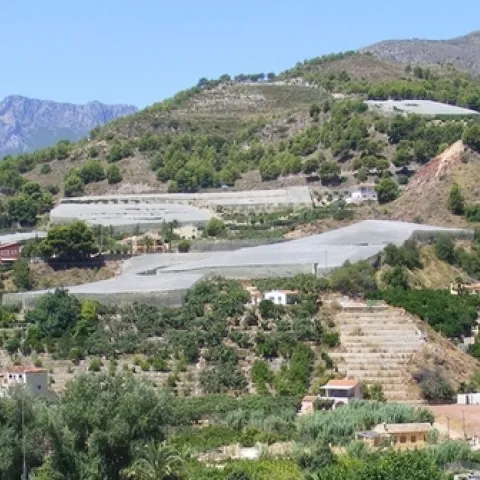 loquat nets spain