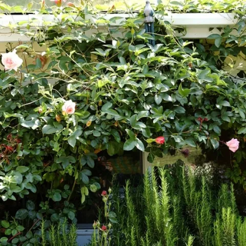 climbing rose